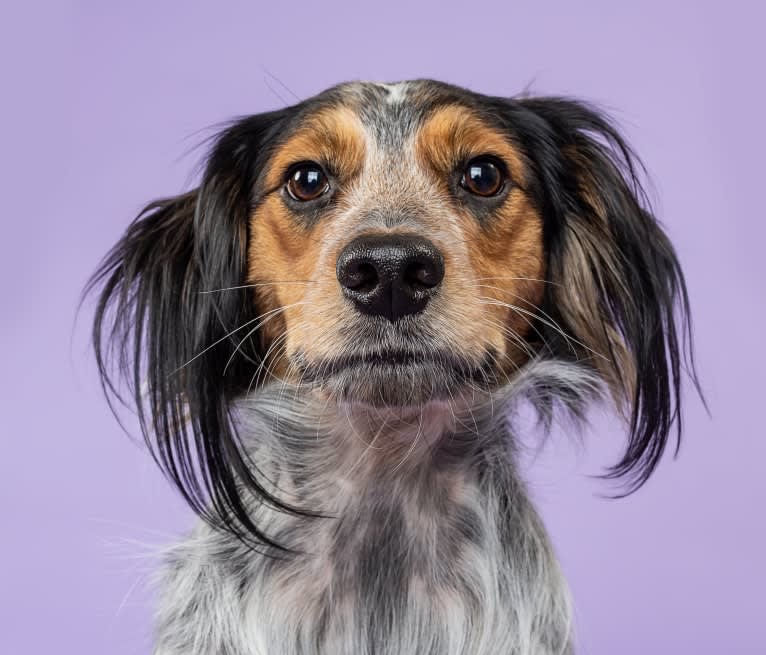 Banjo, an Australian Cattle Dog and Cocker Spaniel mix tested with EmbarkVet.com