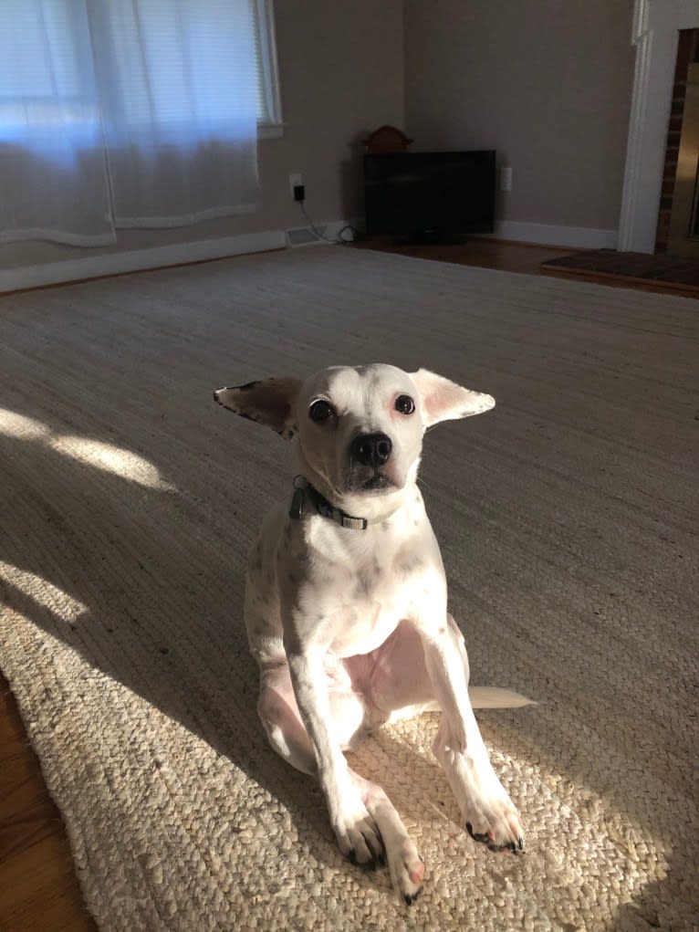 Molly, a Boston Terrier and American Pit Bull Terrier mix tested with EmbarkVet.com