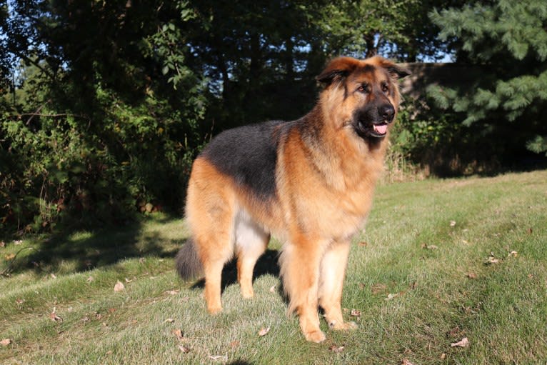 Moose, a German Shepherd Dog and Black Russian Terrier mix tested with EmbarkVet.com