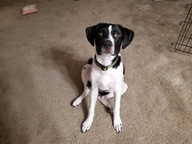 PATIENCE, a Labrador Retriever and American Pit Bull Terrier mix tested with EmbarkVet.com