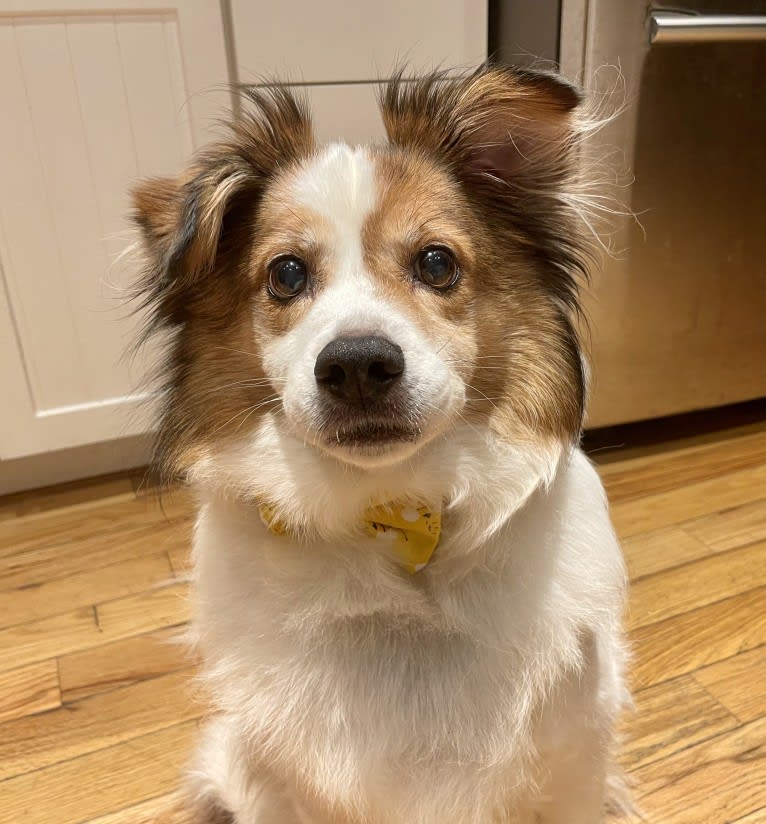 Cooper, an Australian Cattle Dog and Shih Tzu mix tested with EmbarkVet.com