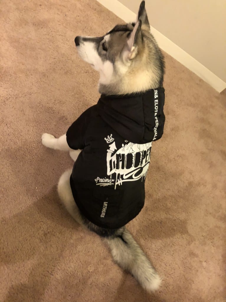 Timber, a Siberian Husky tested with EmbarkVet.com