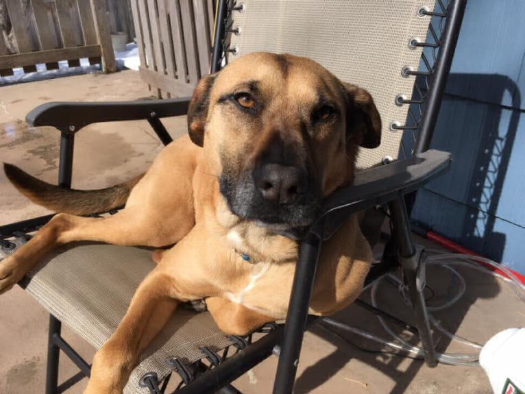 Kelty, an American Pit Bull Terrier and German Shepherd Dog mix tested with EmbarkVet.com