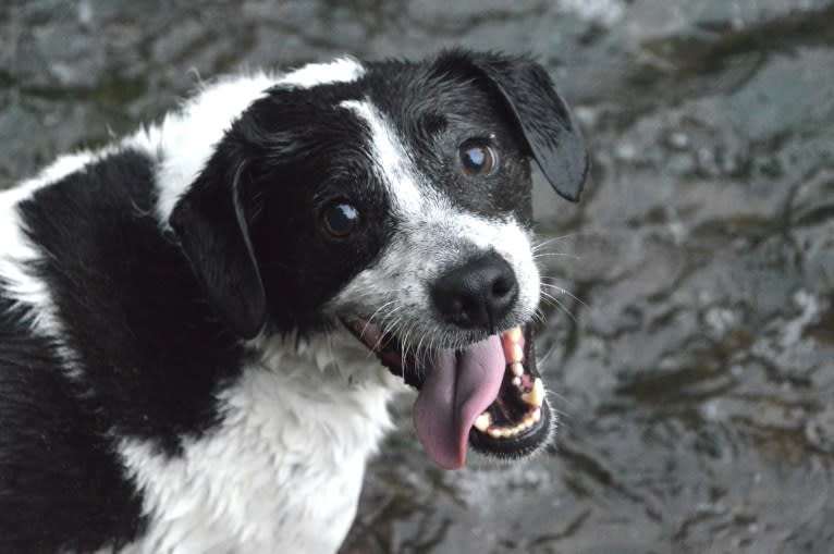 Jack, a Russell-type Terrier and Mountain Cur mix tested with EmbarkVet.com