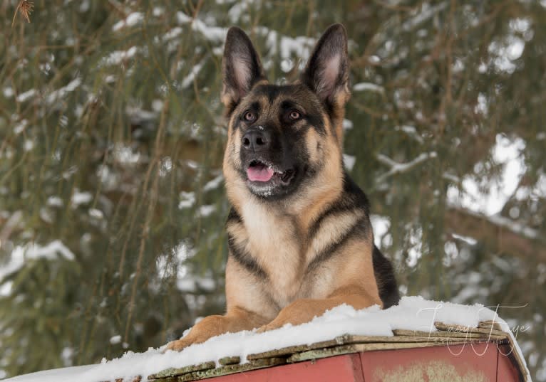 Arya, a German Shepherd Dog tested with EmbarkVet.com