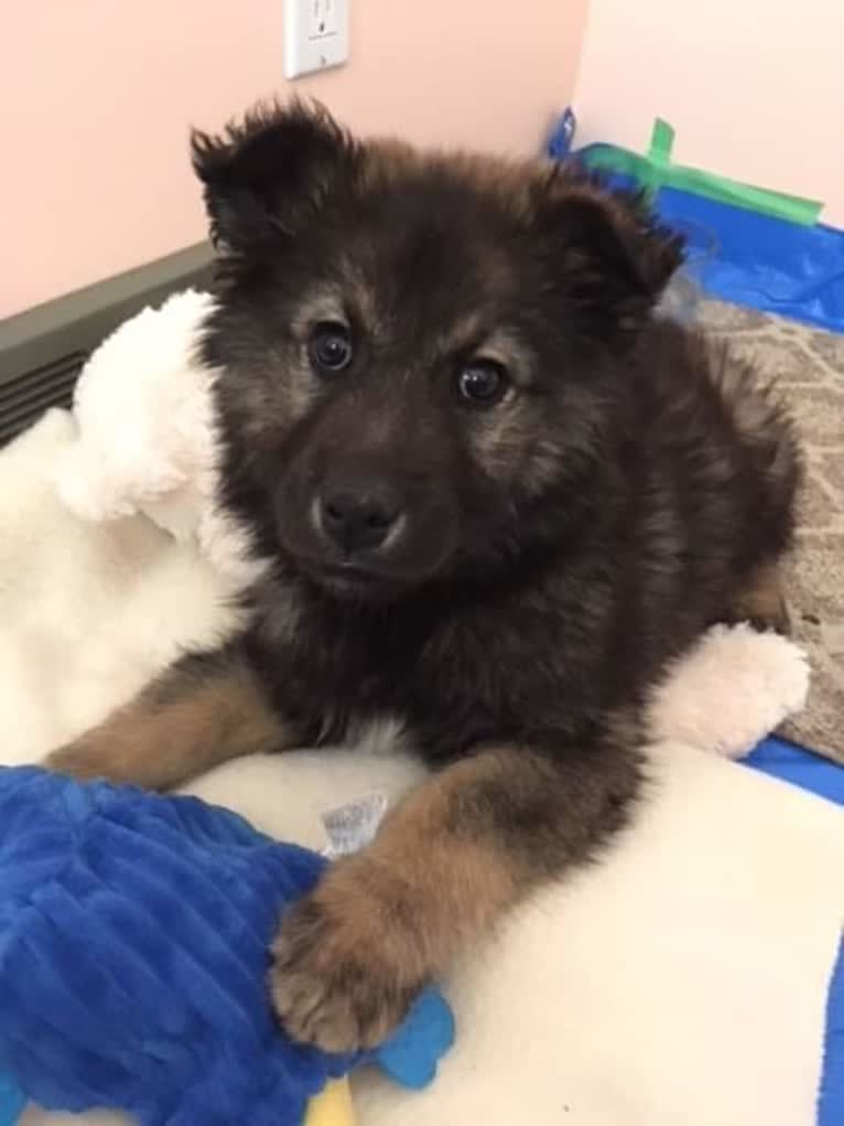 Oakley, an Alaskan Malamute and German Shepherd Dog mix tested with EmbarkVet.com