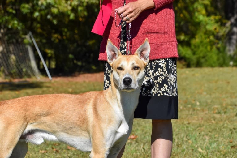 Loomy, a Carolina Dog tested with EmbarkVet.com