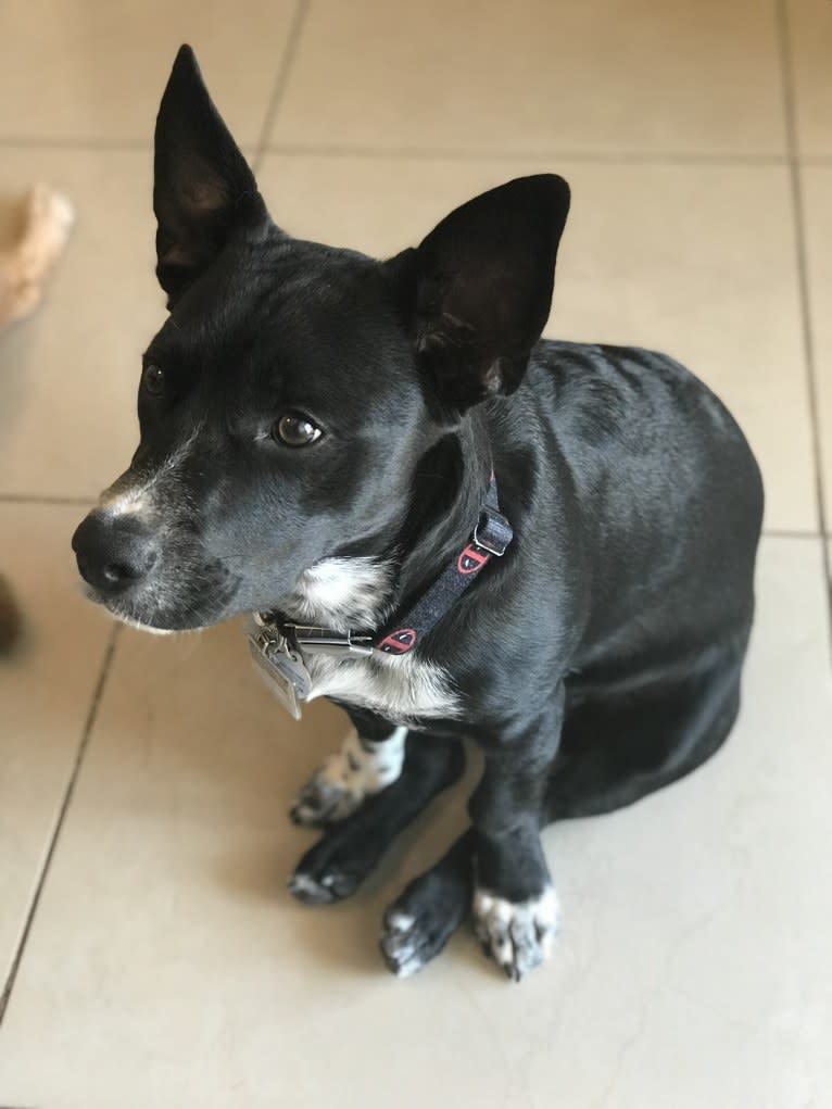 Loki, an Australian Cattle Dog and Chihuahua mix tested with EmbarkVet.com