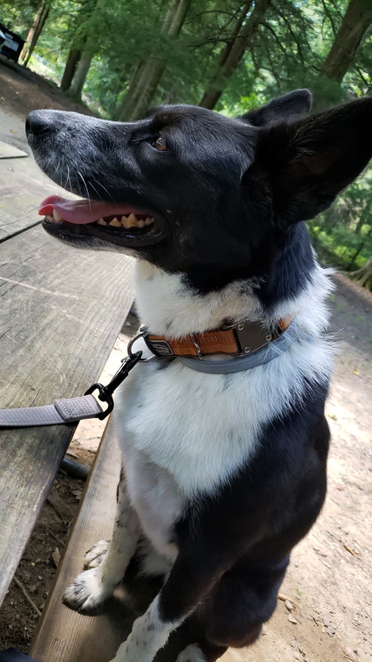 Kaylee, an Australian Cattle Dog and Alaskan Malamute mix tested with EmbarkVet.com