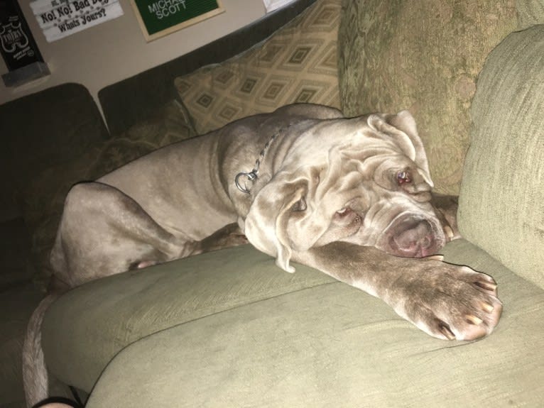 Apollo, a Neapolitan Mastiff tested with EmbarkVet.com