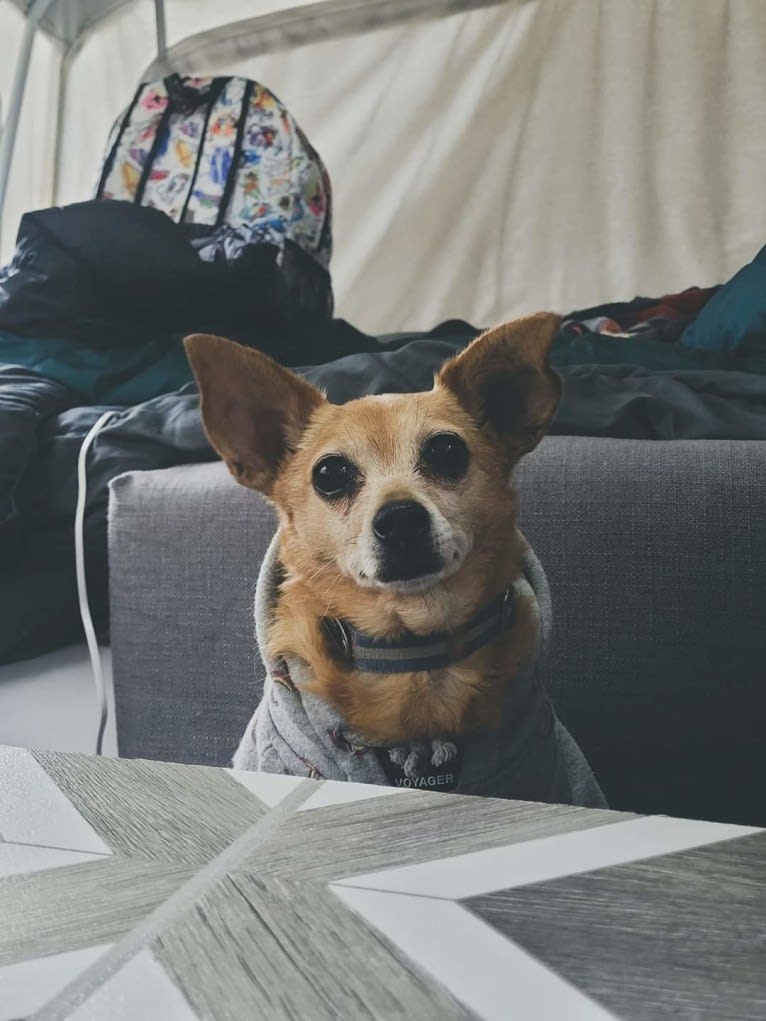 Zero, a Chihuahua and Yorkshire Terrier mix tested with EmbarkVet.com