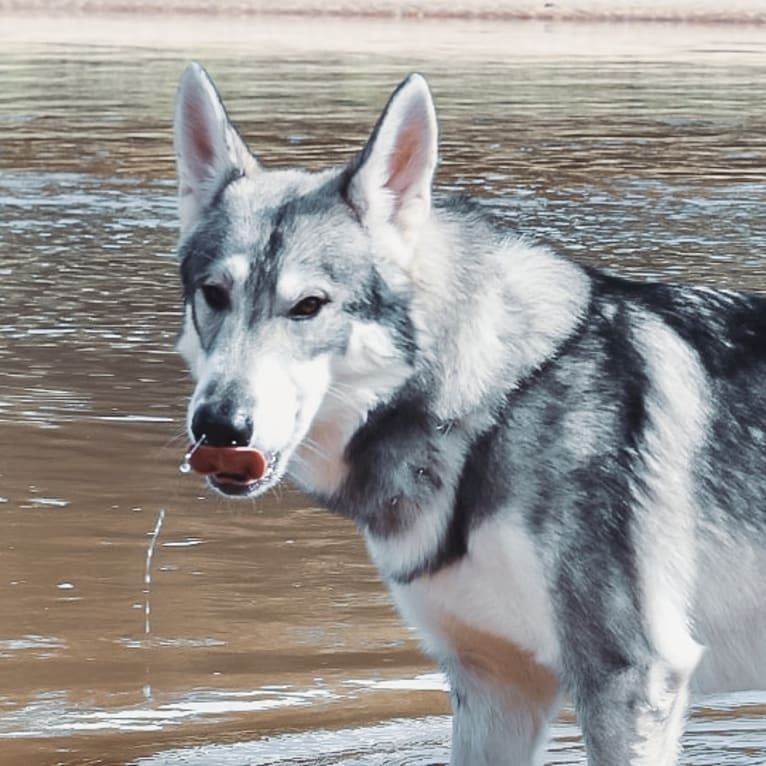 Adonis, a German Shepherd Dog and Siberian Husky mix tested with EmbarkVet.com