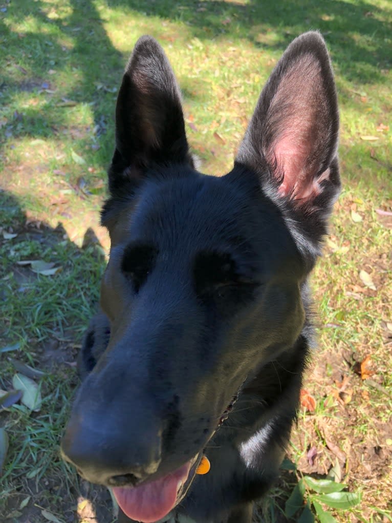 Ramona, a German Shepherd Dog tested with EmbarkVet.com