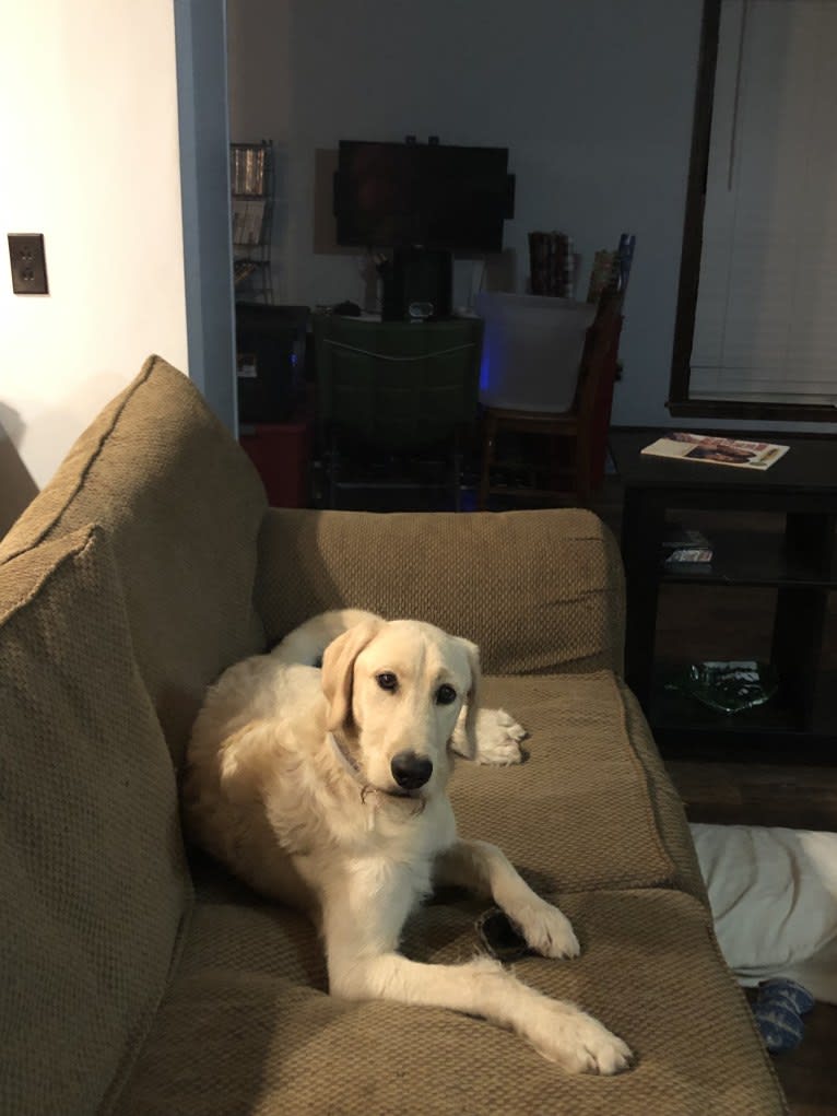 Winston, a Labradoodle tested with EmbarkVet.com