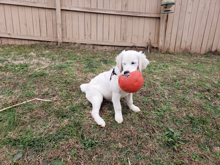 Zahavah, a Golden Retriever tested with EmbarkVet.com