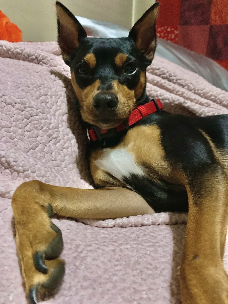 Vinny, a Miniature Pinscher tested with EmbarkVet.com