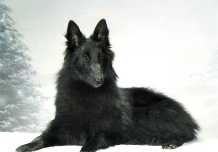 Casi, a Belgian Shepherd tested with EmbarkVet.com