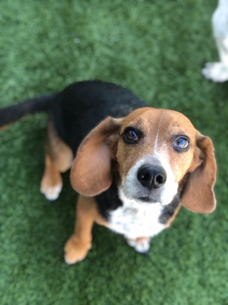 Willie, a Beagle tested with EmbarkVet.com