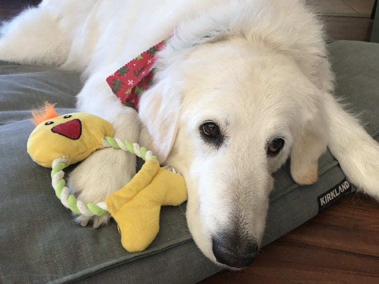 Remmy, a Maremma Sheepdog tested with EmbarkVet.com