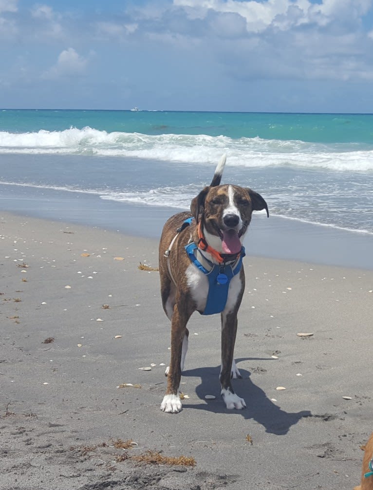 George, an American Village Dog tested with EmbarkVet.com