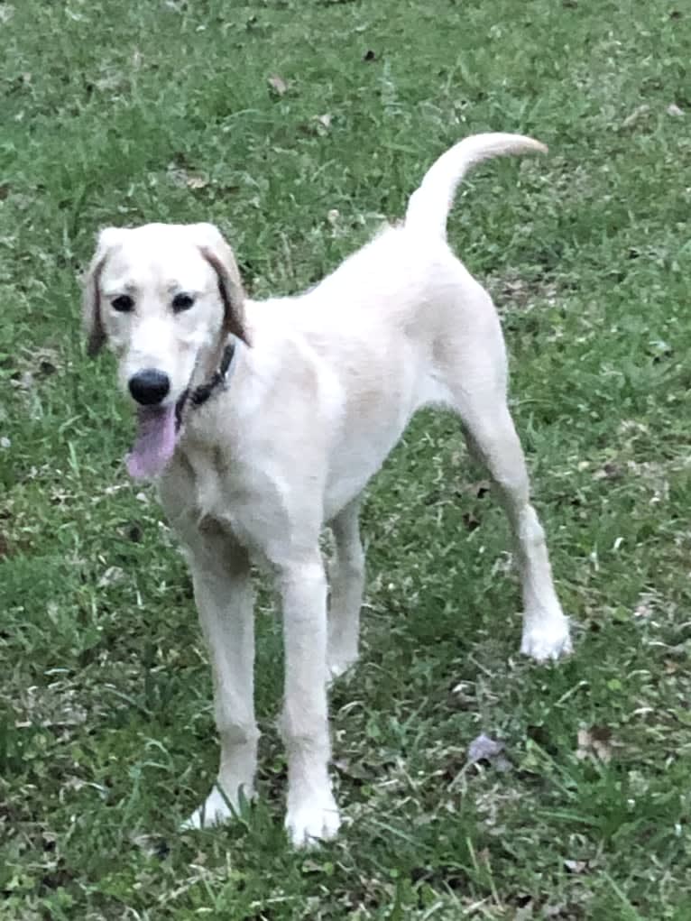 Winston, a Labradoodle tested with EmbarkVet.com