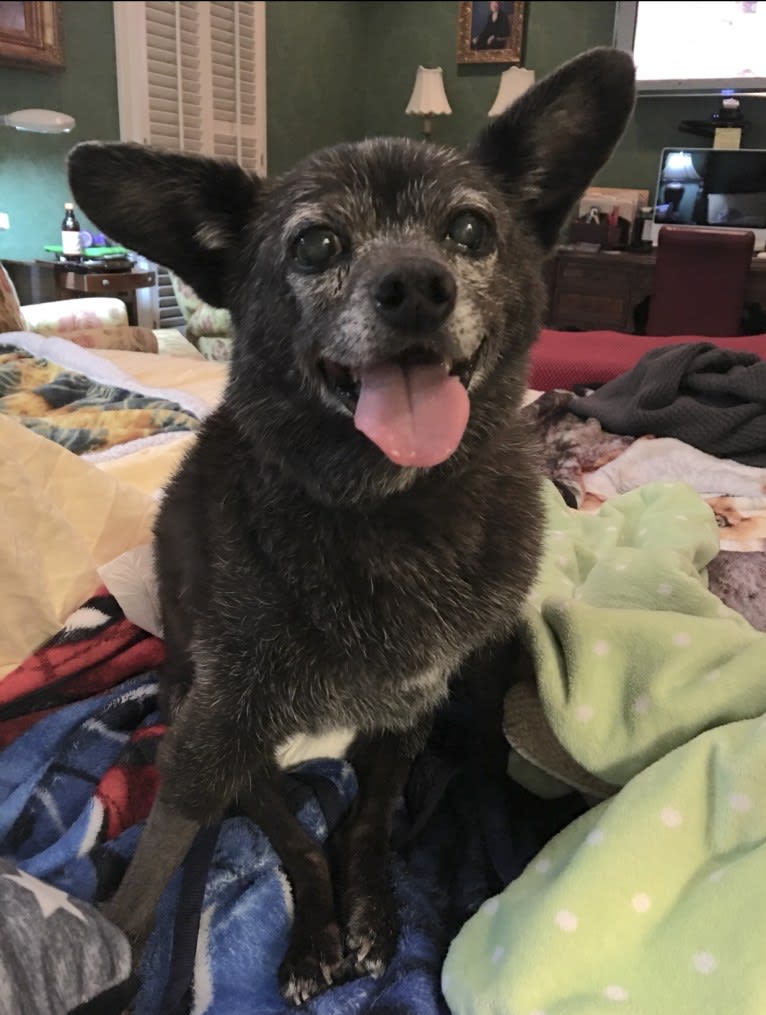 Harley, a Chihuahua and Rat Terrier mix tested with EmbarkVet.com