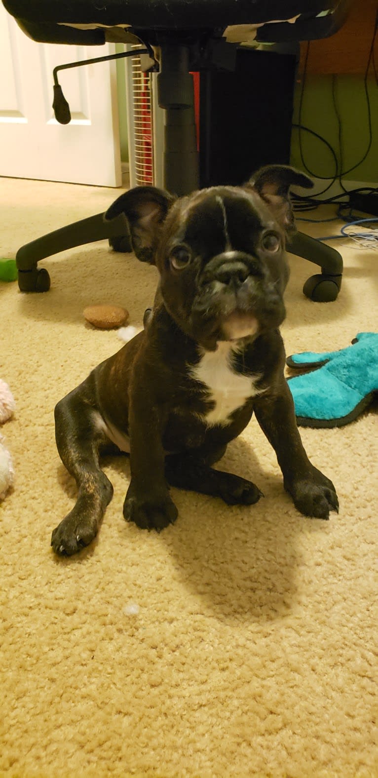 Eris, a French Bulldog and Bulldog mix tested with EmbarkVet.com