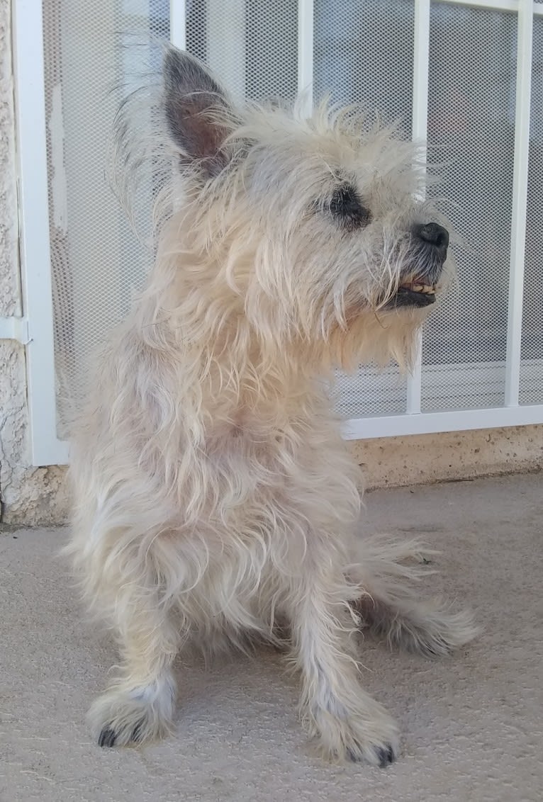 Jack Heisenberg, a Maltese and Chihuahua mix tested with EmbarkVet.com