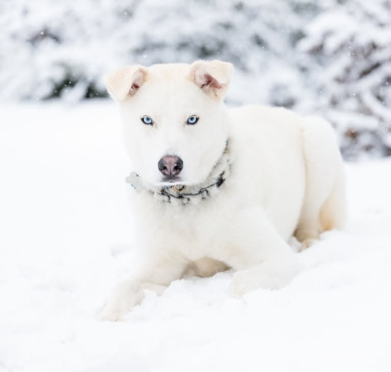 Dash, a Gerberian Shepsky (12.7% unresolved) tested with EmbarkVet.com