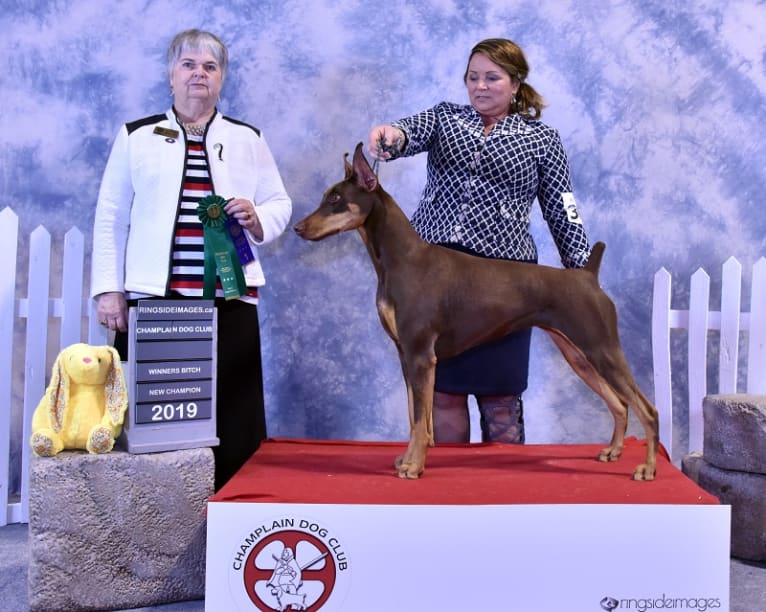 Phoenix, a Doberman Pinscher tested with EmbarkVet.com