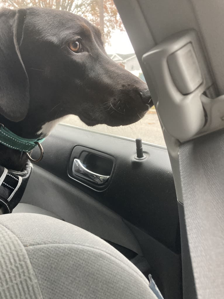 Poppy, a Doberman Pinscher and Weimaraner mix tested with EmbarkVet.com