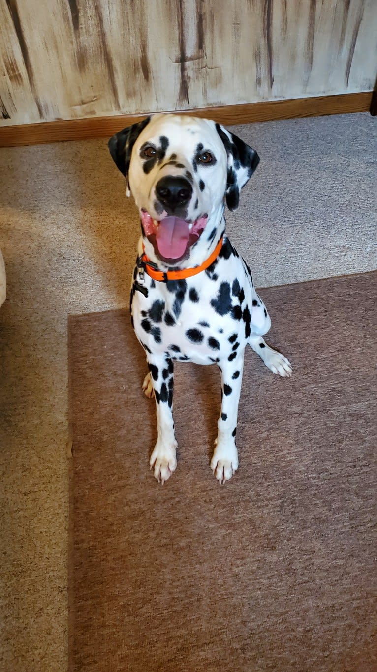 Wrangler, a Dalmatian tested with EmbarkVet.com