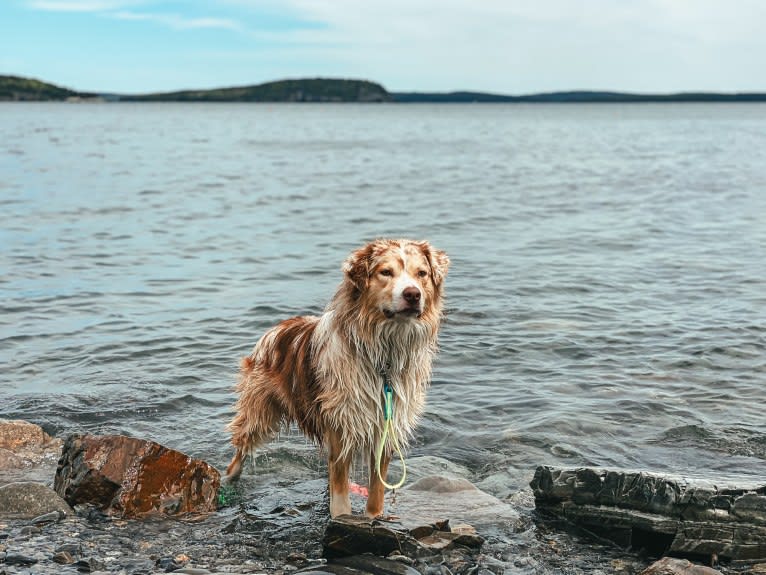 Neville, an Australian Shepherd tested with EmbarkVet.com