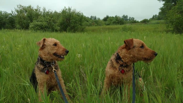 Sasha, an Airedale Terrier tested with EmbarkVet.com