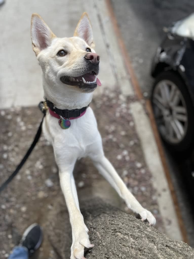 Sunny, a Japanese or Korean Village Dog tested with EmbarkVet.com