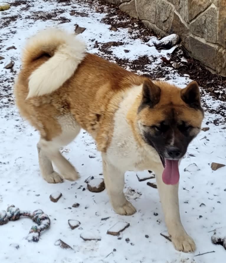 Geena, an Akita tested with EmbarkVet.com