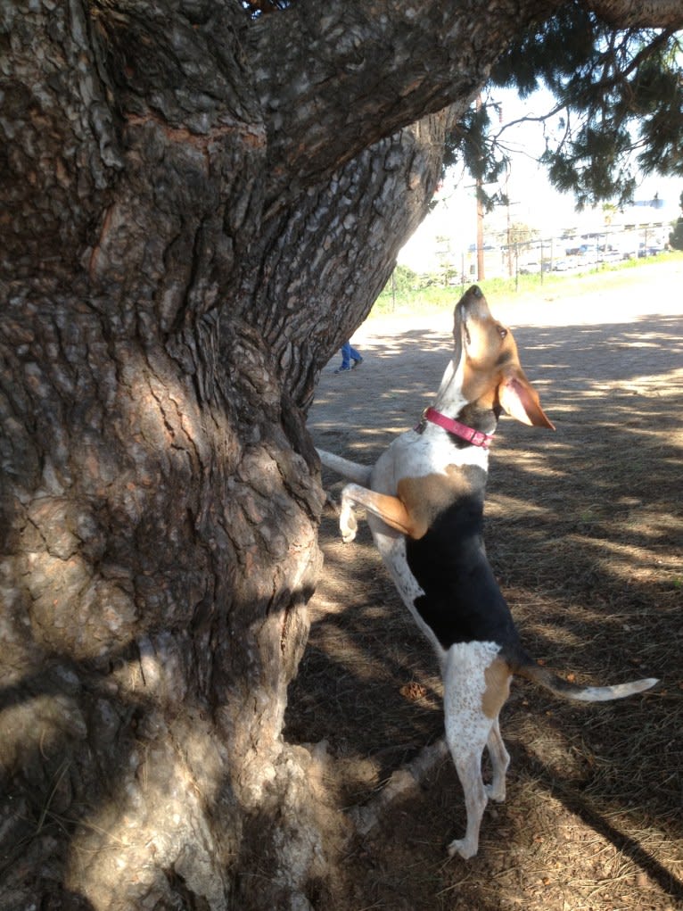 CJ (Calamity Jane), a Treeing Walker Coonhound tested with EmbarkVet.com
