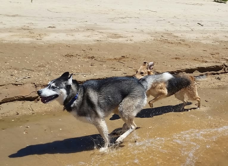 Teko, a Siberian Husky tested with EmbarkVet.com