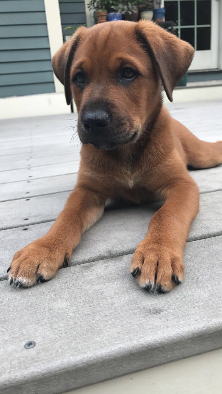 Beau, a Labrador Retriever and German Shepherd Dog mix tested with EmbarkVet.com