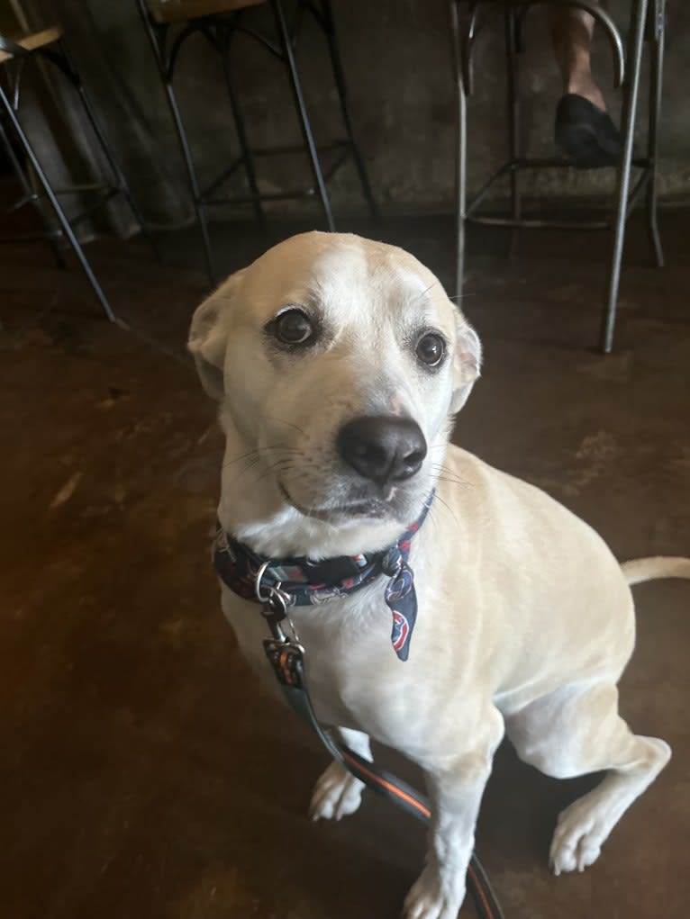 Murray Potatoes, an American Pit Bull Terrier and Chow Chow mix tested with EmbarkVet.com
