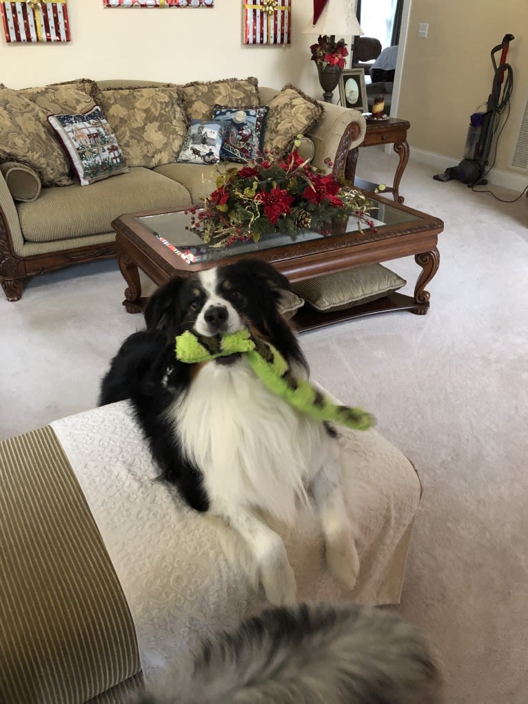 Tucker, an Australian Shepherd tested with EmbarkVet.com