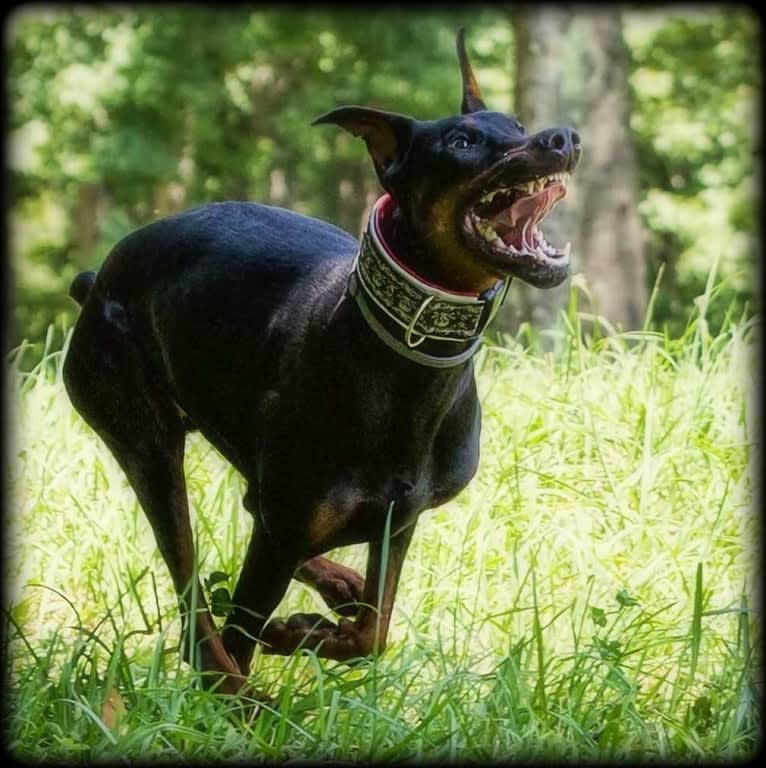 Thrill, a Doberman Pinscher tested with EmbarkVet.com