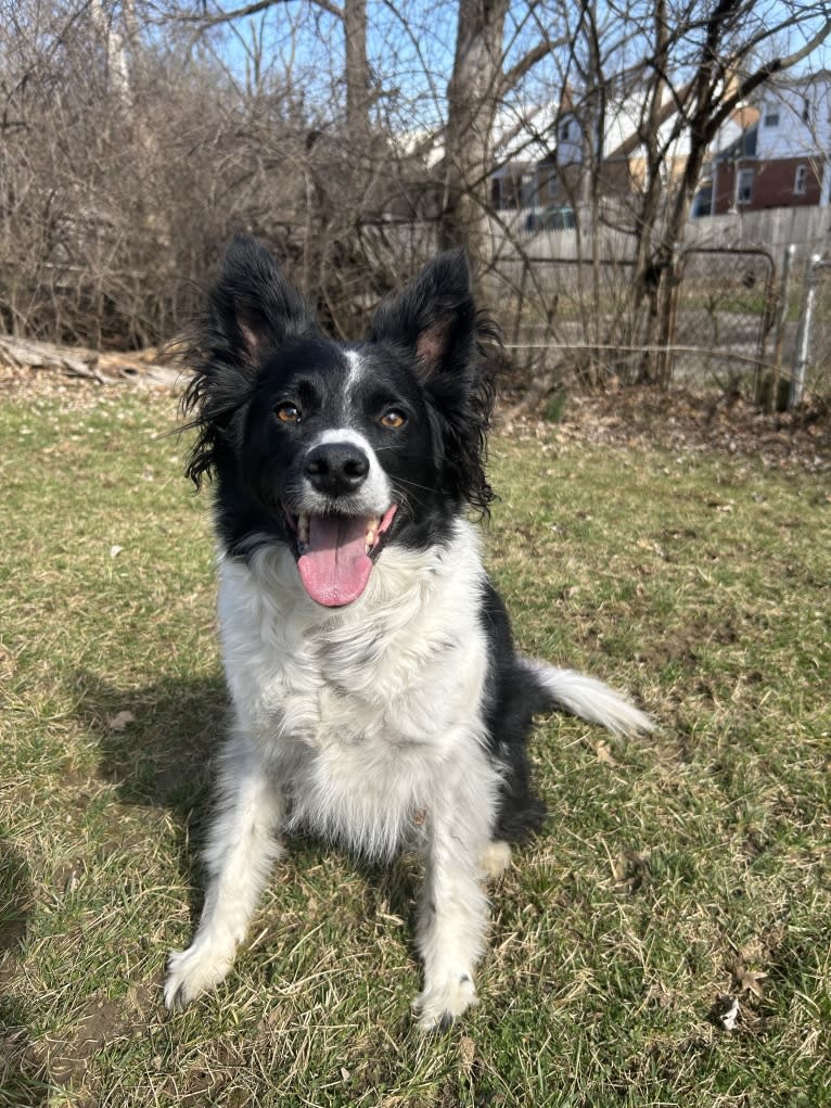 Finch, a Border Collie and American Eskimo Dog mix tested with EmbarkVet.com