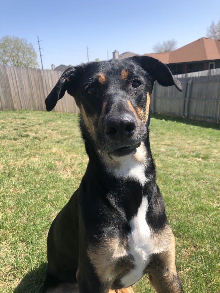 Koda, a German Shepherd Dog and Australian Shepherd mix tested with EmbarkVet.com