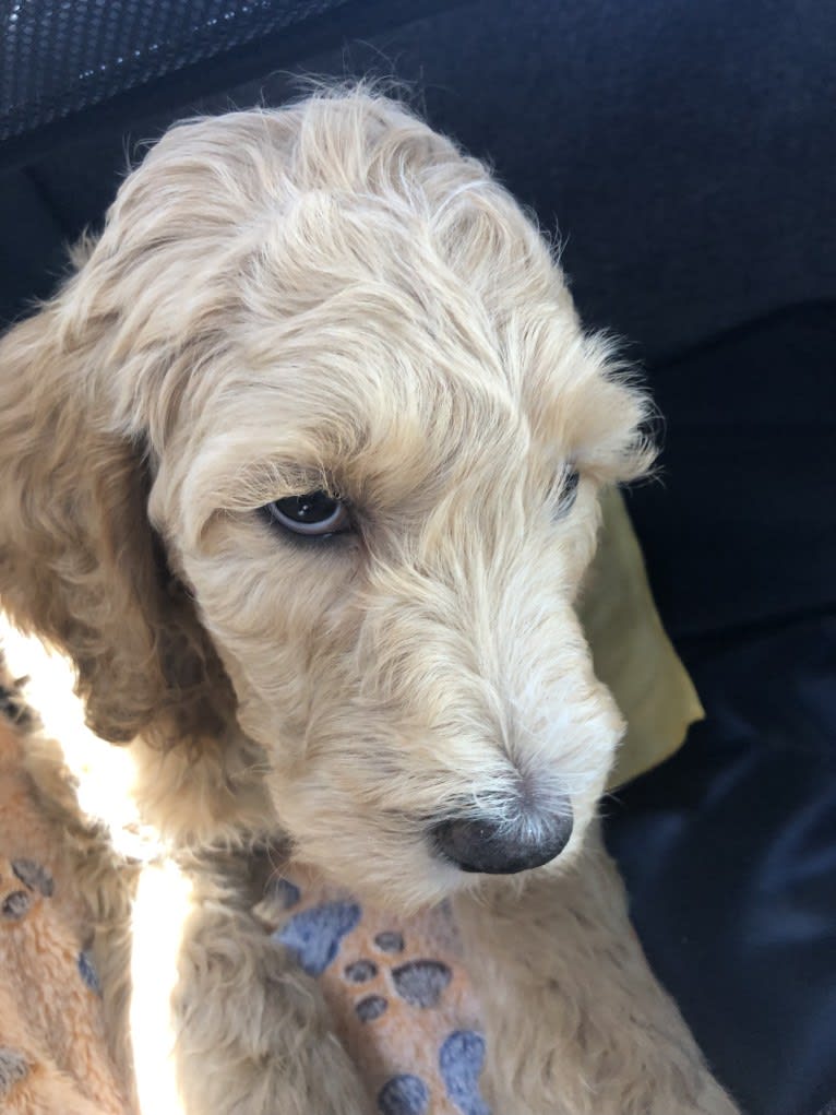 Snow (Mabel), a Goldendoodle tested with EmbarkVet.com