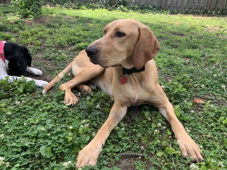 Chief, a German Shorthaired Pointer and Labrador Retriever mix tested with EmbarkVet.com