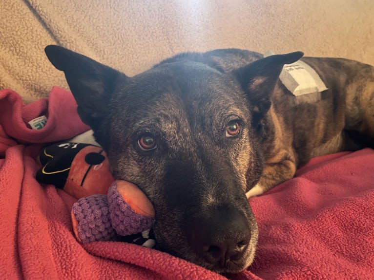 Gus, an American Pit Bull Terrier and Akita mix tested with EmbarkVet.com