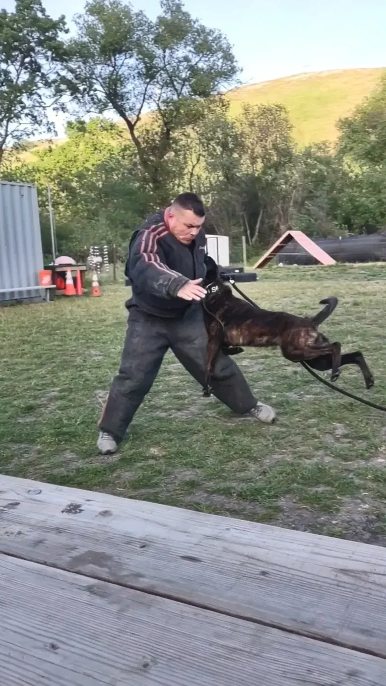 Static, a Dutch Shepherd tested with EmbarkVet.com