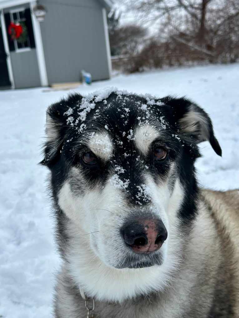 Keira, an Alaskan Malamute and Siberian Husky mix tested with EmbarkVet.com