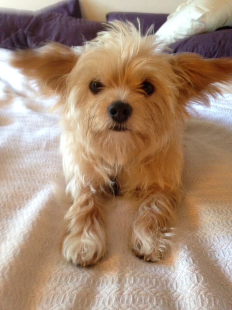 Photo of Diego, a Yorkshire Terrier and Poodle (Small) mix in San Diego, California, USA